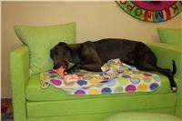 Greyhound_Chateaux_IMG_7267_Czech_Greyhound_Racing.JPG