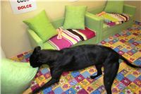 Greyhound_Chateaux_IMG_7400_Czech_Greyhound_Racing.JPG