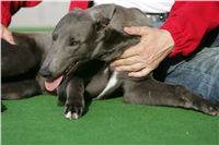 Big_Daddy_GUCCI_NQ1M4946_Czech_Greyhound_Racing.JPG