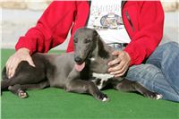 Big_Daddy_GUCCI_NQ1M4947_Czech_Greyhound_Racing.JPG