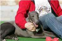 Big_Daddy_GUCCI_NQ1M4979_Czech_Greyhound_Racing.JPG