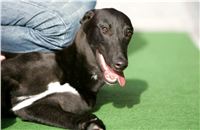 Cool_Gabbana_NQ1M4894_Czech_Greyhound_Racing.JPG