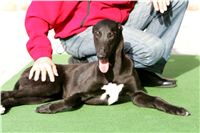 Cool_Gabbana_NQ1M4900_Czech_Greyhound_Racing.JPG