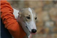 Queen_Vuitton_NQ1M4734_Czech_Greyhound_Racing.JPG