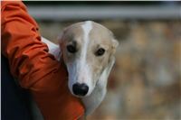 Queen_Vuitton_NQ1M4735_Czech_Greyhound_Racing.JPG