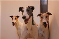 Chrti_Greyhound_Chateaux_Czech_Greyhound_Racing_IMG_1896.JPG