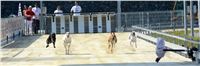 Double_Track_Record_Greyhound_Park_Motol_CGDF_DSC_8453.JPG