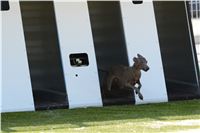 Double_Track_Record_Greyhound_Park_Motol_CGDF_DSC_8510.JPG