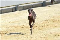 Double_Track_Record_Greyhound_Park_Motol_CGDF_DSC_8541.JPG