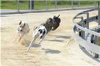 Double_Track_Record_Greyhound_Park_Motol_CGDF_DSC_8562.JPG