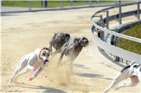 Double_Track_Record_Greyhound_Park_Motol_CGDF_DSC_8565.JPG