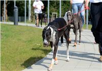 Double_Track_Record_Greyhound_Park_Motol_CGDF_DSC_8608.JPG