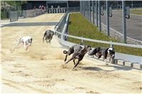 Double_Track_Record_Greyhound_Park_Motol_CGDF_DSC_8632.JPG