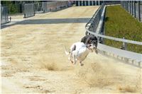 Double_Track_Record_Greyhound_Park_Motol_CGDF_DSC_8633.JPG