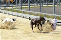Double_Track_Record_Greyhound_Park_Motol_CGDF_DSC_8638.JPG
