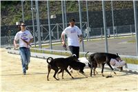 Double_Track_Record_Greyhound_Park_Motol_CGDF_DSC_8648.JPG