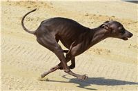 Double_Track_Record_Greyhound_Park_Motol_CGDF_DSC_8705.JPG