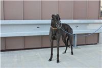 Double_Track_Record_Greyhound_Park_Motol_CGDF_IMG_9100.JPG