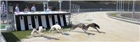 Double_Track_Record_Greyhound_Park_Motol_CGDF_IMG_9124-v.JPG