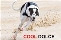 Dolce_Greyhound_Park_Motol_Czech_Racing_CGDF.jpg