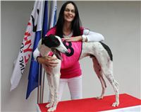 Dolce_Trio_race_Greyhound_Park_Motol_CGDF.jpg