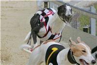 Prague_racing_Greyhound_Park_Motol_CGDF_NQ1M0116.JPG