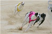 Prague_racing_Greyhound_Park_Motol_CGDF_NQ1M0148.jpg