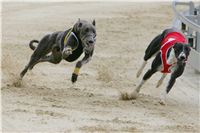 Prague_racing_Greyhound_Park_Motol_CGDF_NQ1M0201.JPG