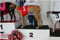 Trio_race_Greyhound_Park_Motol_CGDF_IMG_0017.JPG