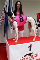 Trio_race_Greyhound_Park_Motol_CGDF_IMG_0172.JPG