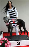 Trio_race_Greyhound_Park_Motol_CGDF_IMG_0338.JPG