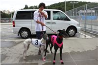 Greyhound_Park_Motol_Prague_Czech_Greyhound_Racing_Federation_IMG_IMG_9899.JPG