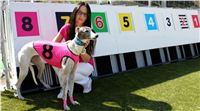 Pink_greyhound_model_CHANEL_Czech_Greyhound_Race_Track_Prague_IMG_0633.JPG