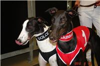 Cool_Dolce_double_record_Greyhound_Park_Motol_DSC00268.JPG