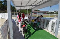 Cool_Dolce_double_record_Greyhound_Park_Motol_DSC_0982.jpg