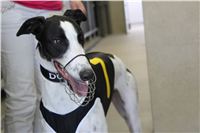 Cool_Dolce_double_record_Greyhound_Park_Motol_IMG_0779.JPG
