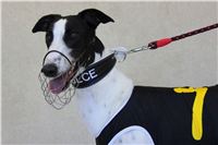 Cool_Dolce_double_record_Greyhound_Park_Motol_IMG_0786.jpg