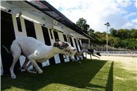 Greyhound_Park_Motol_Stadium_Prague_Czech_Racing_DSC_1844.jpg
