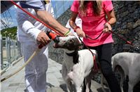 Greyhound_Park_Motol_Stadium_Prague_Czech_Racing_DSC_1888.JPG