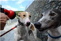 Greyhound_Park_Motol_Stadium_Prague_Czech_Racing_DSC_1898.JPG