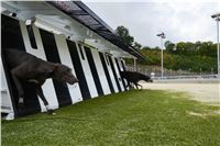 Greyhound_Park_Motol_Stadium_Prague_Czech_Racing_DSC_1914.JPG