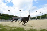 Greyhound_Park_Motol_Stadium_Prague_Czech_Racing_DSC_1917.JPG