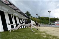 Greyhound_Park_Motol_Stadium_Prague_Czech_Racing_DSC_1972.JPG