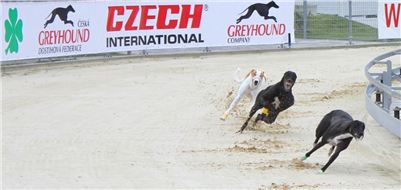 Greyhound_Race_Track_Prague_Greyhound_Park_Motol_IMG_1148.JPG