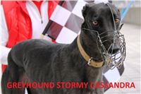 Greyhound_Race_Track_Prague_Greyhound_Park_Motol_IMG_1154.JPG