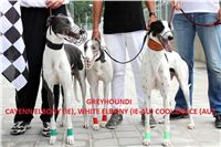Greyhound_Race_Track_Prague_Greyhound_Park_Motol_IMG_1173.JPG