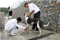 Greyhound_Race_Track_Prague_Greyhound_Park_Motol_IMG_1183.JPG