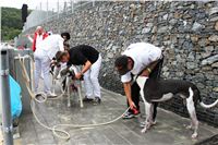 Greyhound_Race_Track_Prague_Greyhound_Park_Motol_IMG_1189.JPG