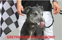 Greyhound_Race_Track_Prague_Greyhound_Park_Motol_IMG_1203.JPG