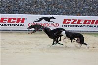 Greyhound_Race_Track_Prague_Greyhound_Park_Motol_IMG_1217.JPG